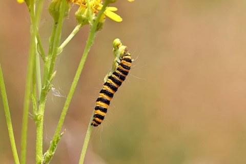 St. Jacob's weed bear or blood bear (Tyria jacobaeae), butterfly caterpillar, moth, family