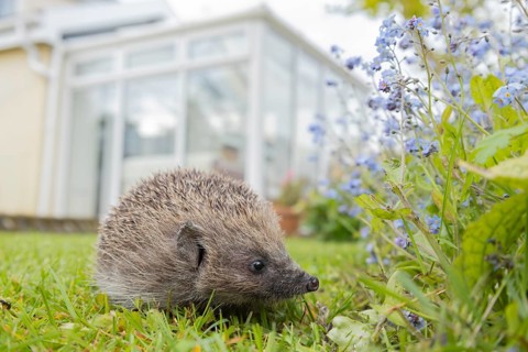 European hedgehog (Erinaceus europaeus) adult animal on an urban garden grass lawn in the spring