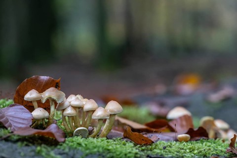 Sulphur tuft (Hypholoma fasciculare), Emsland, Lower Saxony, Germany, Europe