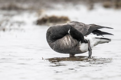 Brent goose (Branta bernicla), Amrum, Schleswig-Holstein, Germany, Europe