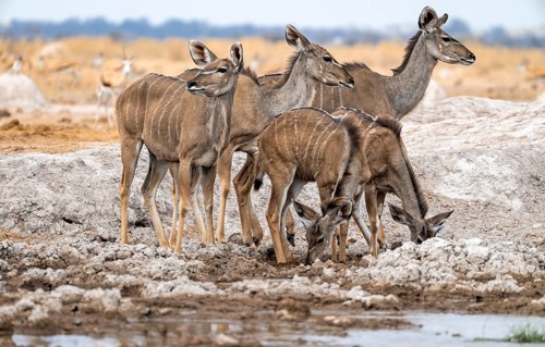Greater kudu (Tragelaphus strepsiceros), group, adult females and two juvenile males, drinking at a