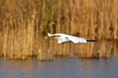 Great White Egret (Ardea alba) in flight over the water in front of a reed edge in the morning