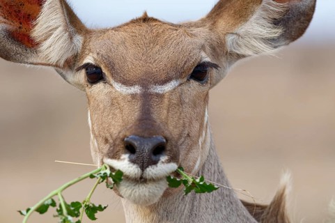Greater kudu (Tragelaphus strepsiceros), adult female feeding on plants, looking at camera, head