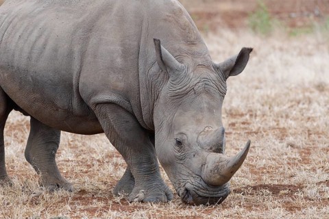 Southern white rhinoceros (Ceratotherium simum simum), adult male feeding on dry grass, foraging,