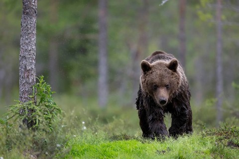 Brown bear (Ursus arctos) in the Finnish taiga, Kuusamo, Finland, Europe