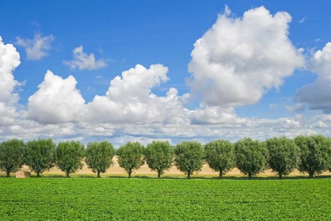 Row of white willows (Salix alba) trees lining country road, dirt road along field on a cloudy day
