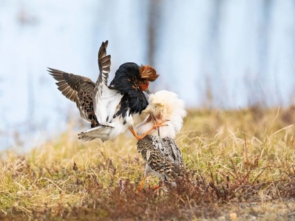 Ruff (Calidris pugnax) two males in breeding plumage at lek, fighting over female, Pokka, Finnish