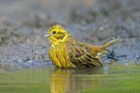Yellowhammer (Emberiza citrinella) male bathing in shallow water from pond, rivulet in summer