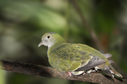 Superb fruit dove (Ptilinopus superbus), female, captive, occurring in Asia and Australia