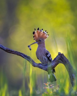 Hoopoe (Upupa epops) Bird of the Year 2022, with beetle larva as prey, raised bonnet, sunrise,