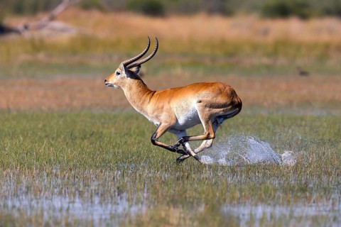 Red hartebeest, Africa, Botswana, (Kobus leche), Okovango Delta, Africa