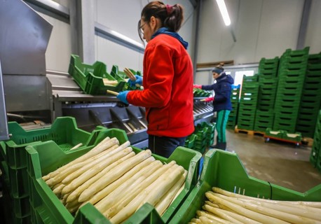 Wesel, North Rhine-Westphalia, Germany, harvest workers from Eastern Europe wash and sort the