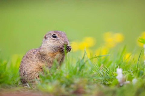An adult European ground squirrel (Spermophilus citellus) or European souslik sits in green gras