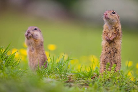 Two adult European ground squirrel (Spermophilus citellus) or European souslik stand tall in green