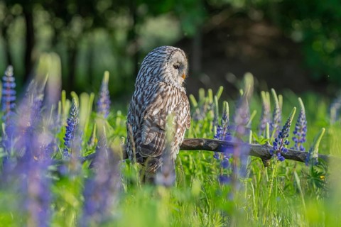 One Ural owl (Strix uralensis) sitting on a branch lying in a field of flowering lupines in late