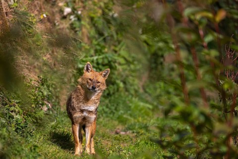 One golden jackal (Canis aureus) walking through dense green vegetation
