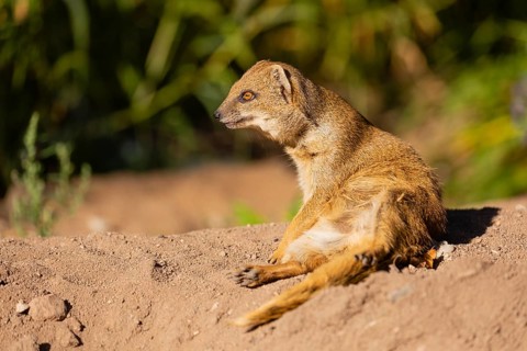 One yellow mongoose, Cynictis penicillata, or red meerkat resting on sand, eyes open