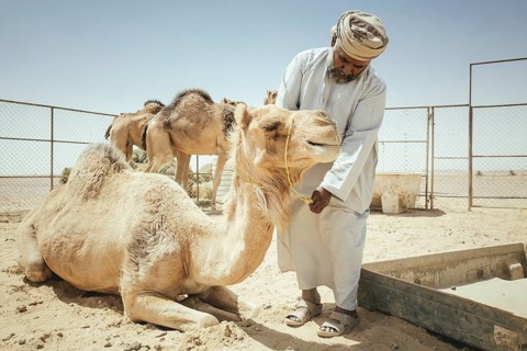 Camel breeder with dromedaries (Camelus dromedarius) on his farm near Shisr, Dhofar, Oman, Asia