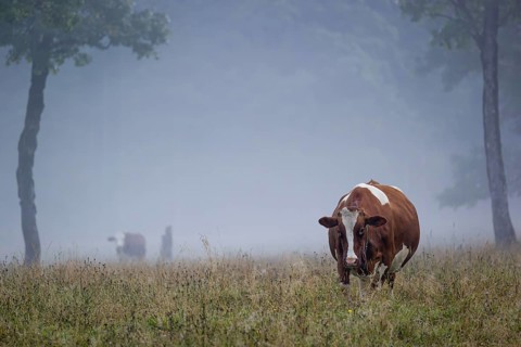 A Holstein Friesian cow stands grazing on a meadow with trees on a foggy day. Eng Valley, Austria,