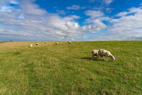 Sheep on the dyke of the Nordstrand peninsula, Nordfriesland district, Schleswig-Holstein, Germany,
