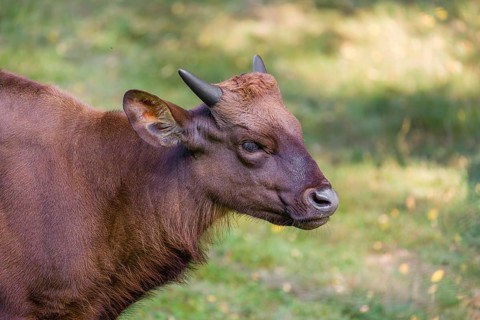 Portrait of a young female Gaur (Bos gaurus gaurus) on a green meadow