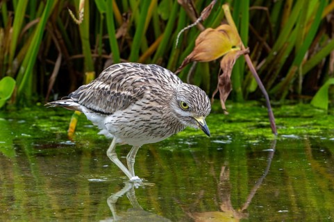 Eurasian stone-curlew, Eurasian thick-knee (Burhinus oedicnemus) foraging in shallow water of pond