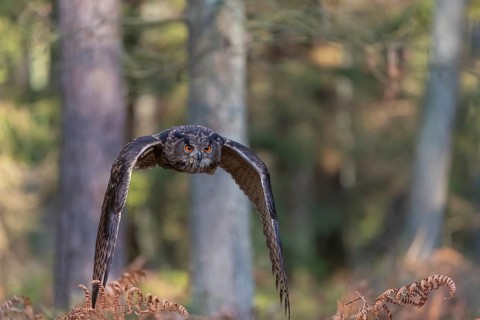 One Eurasian Eagle Owl, Bubo bubo, flying thru a forest with ferns on the ground
