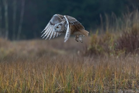 One Siberian Eagle Owl (Bubo bubo sibiricus) flying over tall reed grass lakeshore on an autumnal