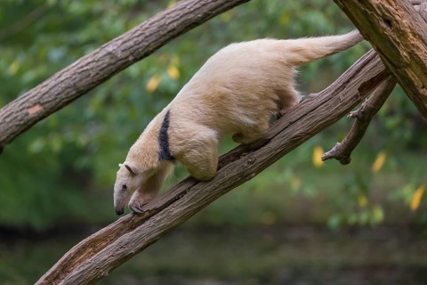 One southern tamandua (Tamandua tetradactyla), walking down a dead branch in a forest