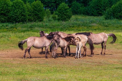 A herd of tarpans (Equus ferus) stands in a clearing in the Masuria tarpan horse reserve, belonging