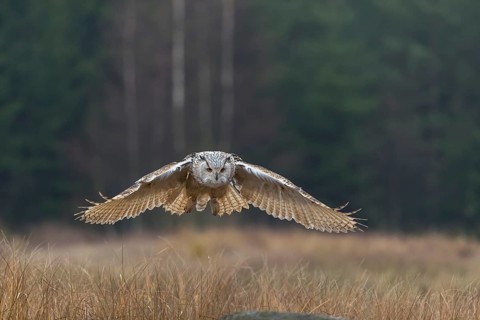 One Siberian Eagle Owl (Bubo bubo sibiricus) landing on a rock between tall reed grass lakeshore on