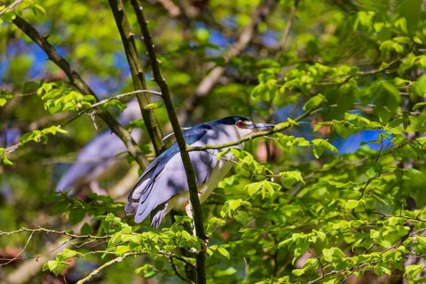 Two black-crowned night herons (Nycticorax nycticorax) or black-capped night heron sit in a tree