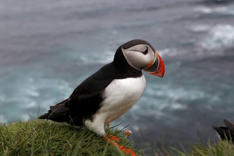 Atlantic Puffin, Common Puffin. Fratercula arctica, at the cliffs of Latrabjarg, Iceland, Europe