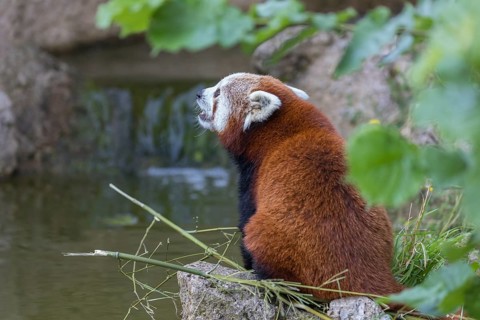 One red panda, Ailurus fulgens, sitting riverside on a rock, framed by green leafs. Some bamboo