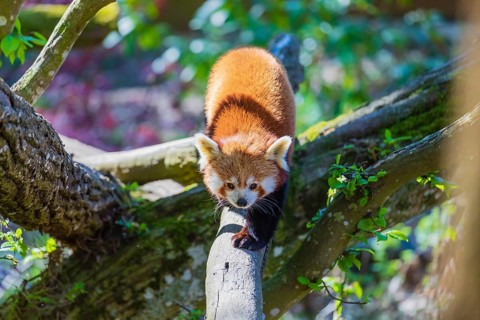 One red panda, Ailurus fulgens, balancing over a log, serving as a bridge