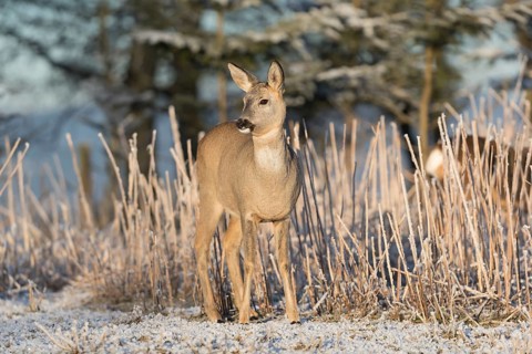 Roe deer standing in hoar frosted dead stinging nettle at minus 15 °C at sunrise. Trees and dead