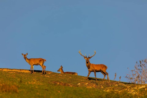 One Red Deer stag (Cervus elaphus) and two does walking along a hill crest in late light with a