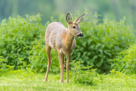 One female Roe Deer, (Capreolus capreolus), walking thru a thicket of stinging nettle in late