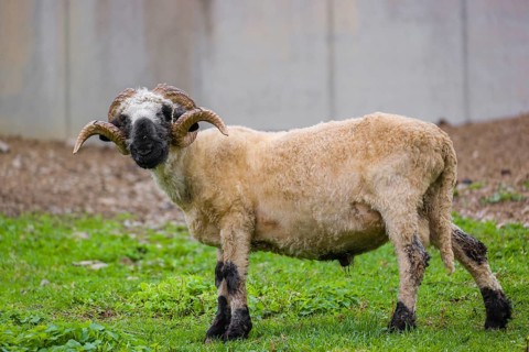 A male Valais Blacknose sheep (Avis Aries) stands on a green meadow on hilly ground