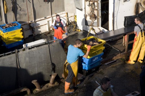Fishing harbour unloaded fresh catch Bridlington, Yorkshire, England, United Kingdom, Europe