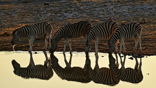 Herd of zebra, Burchell's zebra (Equus quagga burchellii) drinking at the water, waterhole, Etosha