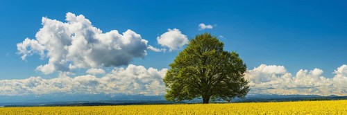 Lime tree (Tilia) on the Hödinger Berg, Hödingen, Lake Constance district, Upper Swabia,