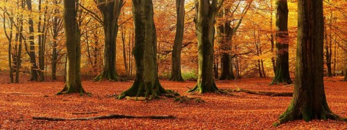 Panorama, huge old beech trees in the Hutewald forest in autumn in full autumn colour, natural