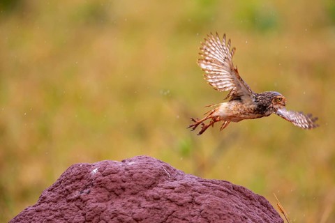 Burrowing owl (Speotyto cunicularia) Pantanal Brazil