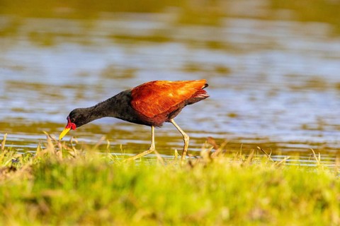 Red-fronted leaflet (Jacana jacana) Pantanal Brazil