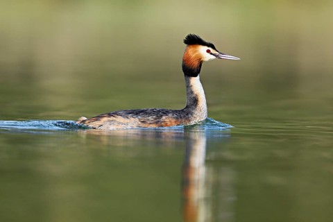 Great crested grebe (Podiceps scalloped ribbonfish), floating on the water in the morning light,
