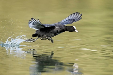 Eurasian Coot (Fulica atra), adult bird walking over water, Flachsee, Canton Aargau, Switzerland,