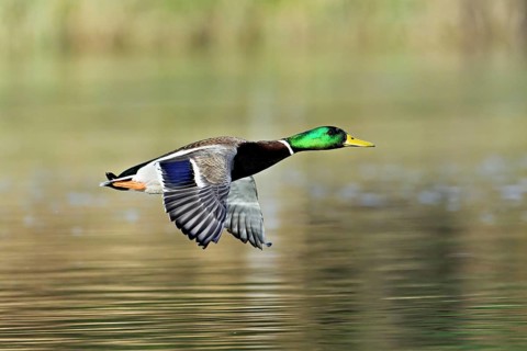 Mallard (Anas platyrhynchos), drake in flight, Switzerland, Europe