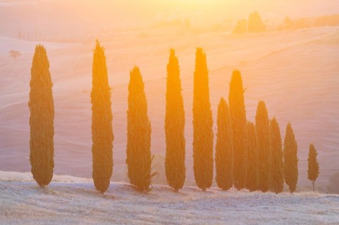 Cypress tres in a typical Tuscan landscape in Val d'Orcia with hills at sunrise in summer, Tuscany,