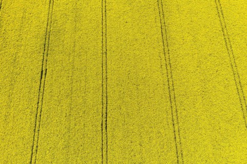 Aerial view of traces in a flowering rape field (Brassica nappa), district of Leipzig, Saxony,